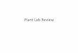Plant Lab Review - Napa Valley College Pages - Napa Valley ... Lab Rev… · independence from an aquatic habitat? ... terrestrial habitat? – Cuticle, ... Review Questions • What