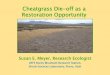 Cheatgrass Die-off as a Restoration Opportunity Die-off as a Restoration Opportunity ... Large die-offs are areas of management concern ... and intact cheatgrass areas in Paradise