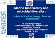 Marine biodiversity and microbial diversity : …ddata.over-blog.com/xxxyyy/3/59/22/29/abstracts-ppt/F.-Artigas-GB.pdfMarine biodiversity and microbial diversity : microbial diversity