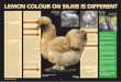 LEMON COLOUR ON SILKIE IS DIFFERENT - Chicken … Silkies.pdf1 Text & photos: Sigrid van Dort October 2014 LEMON COLOUR ON SILKIE IS DIFFERENT 1 Silkie colour genetics ... is not different