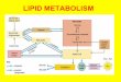 LIPID METABOLISM - Barbados Underground · LIPID METABOLISM • Most Animal Cells Derive Their Energy from Fatty Acids Between Meals Most energy after meal is derived from sugars