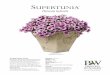 SUPERTUNIA - pwcertified.com varieties are exceptional performers no matter how and where you use them. They ... SUPERTUNIA ®Bordeaux Petunia hybrid 'L anbor US P 16 4 C 253
