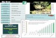Big River Coho Salmon: Persistent low abundance … · Big River Adult Spawner ... Eggs Hydrology Redd Scour Risk Factor Score 51-75 Fair SEC Analysis ... Summer Rearing Juveniles