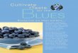 Cultivate a BLUES for the - Blueberry Council are small wonders... Harvesting The Blues ... machine-harvested blueberries are ... which in an alkaline environment,