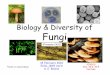 Biology & Diversity of Fungi€“sugar storage 3.Chitin– cell walls and other structures Where did these three traits evolve on the tree? 13 Chitin (tough but flexible nitrogen-containing