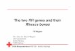 The two RH genes and their Rhesus boxes - Ulmwflegel/RH/SympDGTI2004/4WagnerDGTI2004MA.pdfThe two RH genes and their Rhesus boxes FF Wagner Priv.-Doz. Dr. Franz F Wagner Abt. Spenderlabor