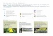 Activity4_2_Plant_Handout · Web viewLandscape Plant Species Extracted from Detweiler, A.J. P. Griffiths, and R. Olson, 2005. An Introduction to Xeriscaping in the High Desert And