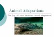 Animal Adaptations - Flipped Out Science with Mrs. Thomas! · Animal Adaptations The Top 10 List of ... A. are body structures that allow an animal to find and consume food, ... Body
