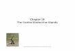 Chapter 18 The Central Endocrine GlandsThe Central ...faculty.uncfsu.edu/ssalek/Zool 370/chapter18endocentralsherwood.pdf · The Central Endocrine GlandsThe Central Endocrine Glands