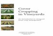 CCover Cropping in Vine  Cropping in Vineyards An introduction to vineyard cover crop management 1 UNIVERSITY OF CALIFORNIA COOPERATIVE EXTENSION AMADOR COUNTY