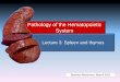Pathology of the Hematopoietic System - people.upei.capeople.upei.ca/smartinson/Hemat-L3-11_Shannon.pdf · Pathology of the Hematopoietic System ... Histology: Looks like normal spleen