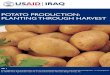 Potato Production: Planting through Harvest Production Planting through Harvest This manual covers recommended practices for: site selection, planting, bed preparation, pre-emergence