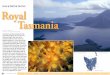 Royal Tasmania - X-Ray Mag · 81 X-RAY MAG : 7 : 2005 EDITORIAL ... Royal Tasmania Yellow Polyps, Parazoanthus ... sponge-like peat below the living grass is in a constant state of