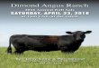 Home: 605-452-3358 [pioneer-review.com]pioneer-review.com/sites/default/files/Dimond Angus Ranch 2016... · 2Dimond Angus Ranch 2016 Dimond Angus Ranch Bull Sale Procedure Trying