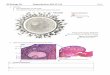 IB Biology HL Reproduction AHL (11.4) 2016 Biology HL Reproduction AHL (11.4) 2016 1. Calculate: a. The magnification of this image. b. The maximum diameter of the main body of the