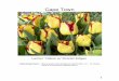 2018 Bulb list LARGE pictureskitchenerhs.ca/FilesX/Bulb_Sale_Pictures-2018.pdf2 Pretty Princess A striking flame with a bonus of silver-edge leaves Tulip-Single Early – Strong stems