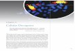 Cellular Oncogenes - MIT - Massachusetts Institute of …web.mit.edu/jlee08/Public/Cancer/Weinberg-chapter4.pdf ·  · 2006-04-02Cellular Oncogenes The viral origin of ... tumor