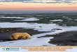 Polar Bears and The arcTic - Home - CCK ·  INTRODUCTION  Why Focus on the Arctic in Climate Change Instruction? Nowhere is the reality of climate 