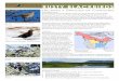 RUSTY BLACKBIRDSrustyblackbird.org/wp-content/uploads/Rusty-Blackbird-Fact-Sheet-2.pdfa squeaky hinge, the once abundant Rusty Blackbird appears to be disappearing, and we don’t