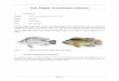 Nile Tilapia Oreochromis niloticus - … O... · The Nile tilapia Oreochromis niloticus is a deep-bodied fish with cycloid scales. Silver in colour with olive/grey/black body bars,