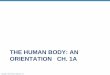 THE HUMAN BODY: AN ORIENTATION CH. 1A - …websites.rcc.edu/.../files/2011/01/Ch.-1-The-Human-Body-An-Orienta… · ... Inc. THE HUMAN BODY: AN ORIENTATION CH. 1A . Copyright © 2010