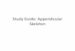 Study Guide: Appendicular Skeleton - .Study Guide: Appendicular Skeleton . WHAT BONES MAKE UP THE