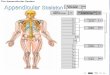 Appendicular Skeleton - Laura_Childs/S01B3E075.4/Chapter 6...  Appendicular Skeleton. process A relatively