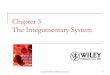 Chapter 5 The Integumentary System - WordPress.com · The organs of the integumentary system include the skin and its accessory structures including hair, ... Development of the Integumentary
