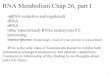 RNA Metabolism Chap 26, part I - USC Upstate: II Sp 14/Lecture notes/Chap...RNA Metabolism Chap 26,