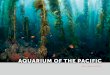 aquariuM of the PaCifiC of the Pacific invested ... (Metasepia pfefferi), native to the Philippines, Indonesia, Northern Australia ... video feeds of plenary sessions were broadcast
