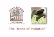 12 - Icons of Evolutionjmlynch/origins/documents/week12.pdf“The Icons of Evolution are textbook evidences that actually distort the scientific evidence.” Jonathan Wells