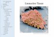 Lab 5 – Connective Tissue Connective Tissue · Learning Objectives. 1. Be able to identify the major types of connective tissue and understand how the structure of each reflects