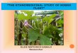 KOBRA LEAVES-TYPE, ARRANGEMENT - PCSD Socio/3.36The...STATEMENT OF THE PROBLEM What are the ethnomedicinal uses of Kobra Plant? What describes the taxonomic classification of Kobra