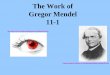 The Work of Gregor Mendel 11-1 - Ms. V Biology - HOME · 2012-12-04 · The Work of Gregor Mendel 11-1 ... how genes work. Mendel designed _____ using ... different removed pollen
