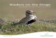 Waders on the fringe - Game & Wildlife Conservation Trust · WADERS ON THE FRINGE | 1 ... Part 1 – The Upland ... Only on upland grouse moors is predator control now practised extensively