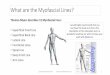 What are the Myofascial Lines? - Burrell Education · What are the Myofascial Lines? Thomas Myers describes 12 Myofascial lines: •Superficial Front Line •Superficial Back Line