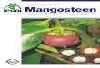 Descriptors for mangosteen (Garcinia mangostana) · ii Mangosteen The International Plant Genetic Resources Institute (IPGRI) is an independent international scientific organization