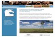 Optimising sustainable cattle production and profitability ... · Optimising sustainable cattle production and profitability in the Barkly • Barkly District ... that produces composite