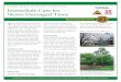 Immediate Care or tormDamaged Trees #1 Damage series  · Immediate Care or tormDamaged Trees ... or