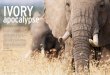 IVORY - Elephants Without Borders Apocalyps… · special report. TEXT BY TIM JACKSON IVORY ... 1.5 tonnes of smuggled elephant ivory – 350 tusks – the big-gest ivory seizure