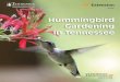 Hummingbird Gardening In Tennessee · Hummingbird Gardening In Tennessee ... Internet Website Resources 10 ... feeders if your neighborhood has enough patches of woods, trees, 