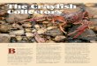 The Crayfish Collectors - Illinois DNR€œminiaturelobsters” offreshwaterlakesandstreams areasnappywaytoexperience naturalfood. The Crayfish Collectors StoryandPhotos BByJoeMcFarland