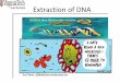 Extraction of DNA - aun.edu.eg extraction... · ORGANIC EXTRACTION REAGENTS •Cell Lysis Buffer - Non-ionic detergent, Salt, Buffer, EDTA designed to lyse outer cell ... (DNA extraction