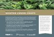 Winter Cover Crops - omafra.gov.on.ca · cropping year, and provide ... Cover crop radish can be planted in late summer to ... White clover and most other legume cover crops fix nitrogen