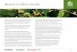 Brazil Coffee Study - Home - Borax · 2017-07-29 · edges and have a leathery texture. The internodes ... been demonstrated that B deficiency does not seem ... n Control n Ulexite