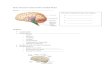  · Web viewBrain Structure and Function Guided Notes Name:_____ The brain is divided into four main regions: ... Label the parts: cerebrum, cerebellum, spinal cord, medulla oblongata,