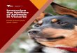 Improving the Welfare of Animals in Victoria Priorities... · improve the welfare of animals in Victoria. ... we must move beyond cruelty to a proactive ... for improving the welfare