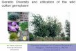 Genetic Diversity and utilization of the wild cotton germplasm · Genetic Diversity and utilization of the wild cotton germplasm ... samples including 20 wild species of cotton, 15
