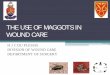 THE USE OF MAGGOTS IN WOUND CARE - Higher … 2016/prof-du...THE USE OF MAGGOTS IN WOUND CARE H J C DU PLESSIS DIVISION OF WOUND CARE. DEPARTMENT OF SURGERY. ... • Maggot therapy
