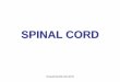 SPINAL CORD - Domácí stránka Anatomického ústavuanatomie.lf3.cuni.cz/centralni_prezentace/cns_micha_eng.pdf• arbitrary border between spinal cord and brain stem –foramen magnum